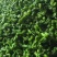 夏邑301辣椒️线椒️螺丝椒️苏椒️湘辛规格齐全发货快