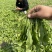 24年八十亩露天荠菜