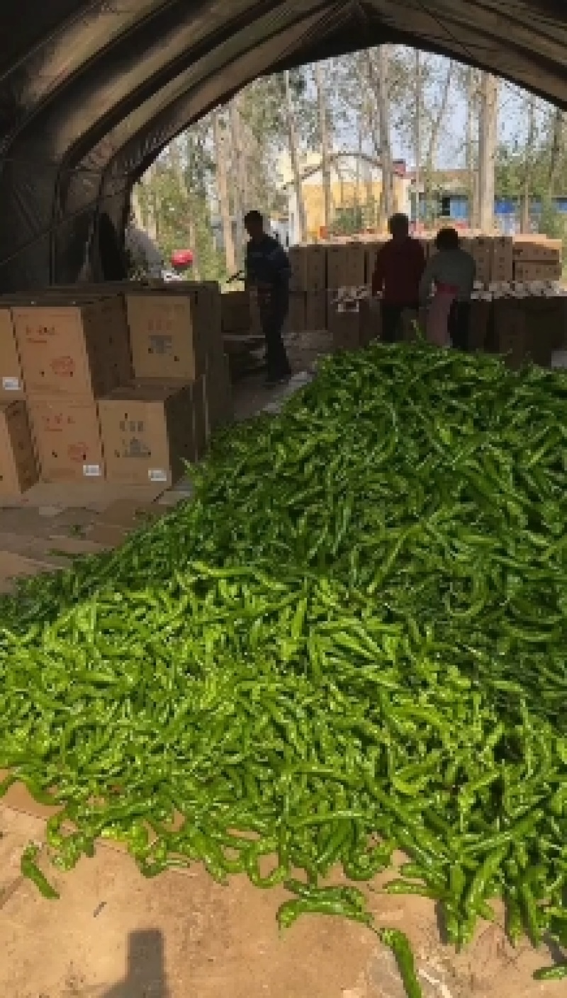 夏邑301辣椒️线椒️螺丝椒️苏椒️湘辛规格齐全发货快