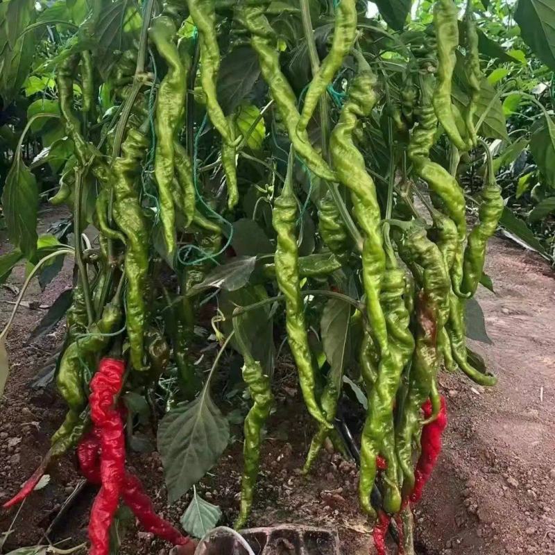 夏邑301辣椒️线椒️螺丝椒️苏椒️湘辛规格齐全发货快