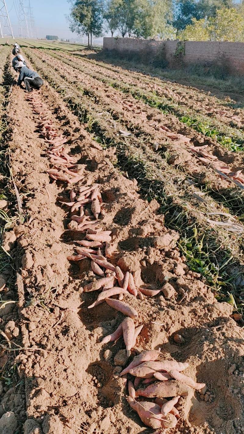 板栗薯、西瓜红龙九大量上市全国代发并有专业刨装团队