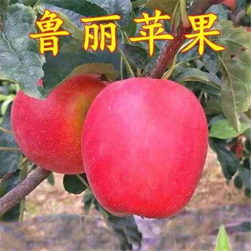 果园直发新品种苹果苗早熟鲁丽华硕秦脆瑞雪保真品种