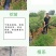 果园直发新品种苹果苗早熟鲁丽华硕秦脆瑞雪保真品种