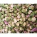 白牡丹花球1000g河南洛阳牡丹花瓣白牡丹花茶牡丹花
