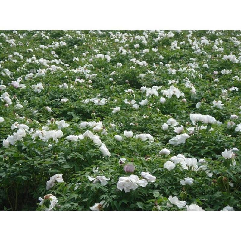 白牡丹花球1000g河南洛阳牡丹花瓣白牡丹花茶牡丹花