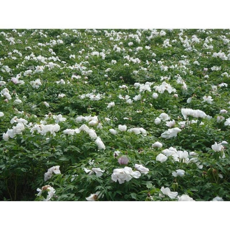 白牡丹花球1000g河南洛阳牡丹花瓣白牡丹花茶牡丹花