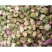 白牡丹花球1000g河南洛阳牡丹花瓣白牡丹花茶牡丹花