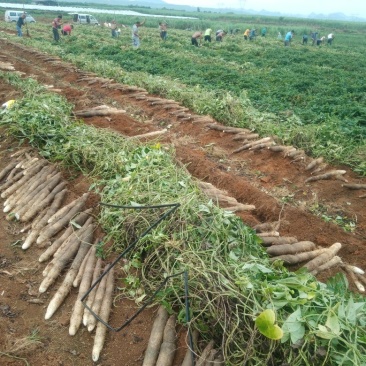 柳州黑鬼山药大量上市货源充足货源充足