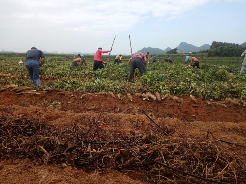 柳州黑鬼山药大量上市货源充足货源充足