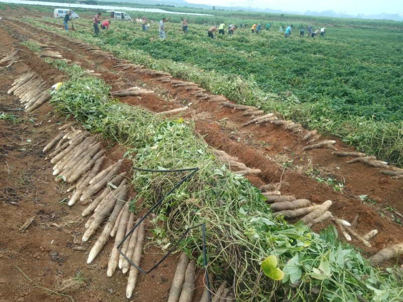 柳州黑鬼山药大量上市货源充足货源充足