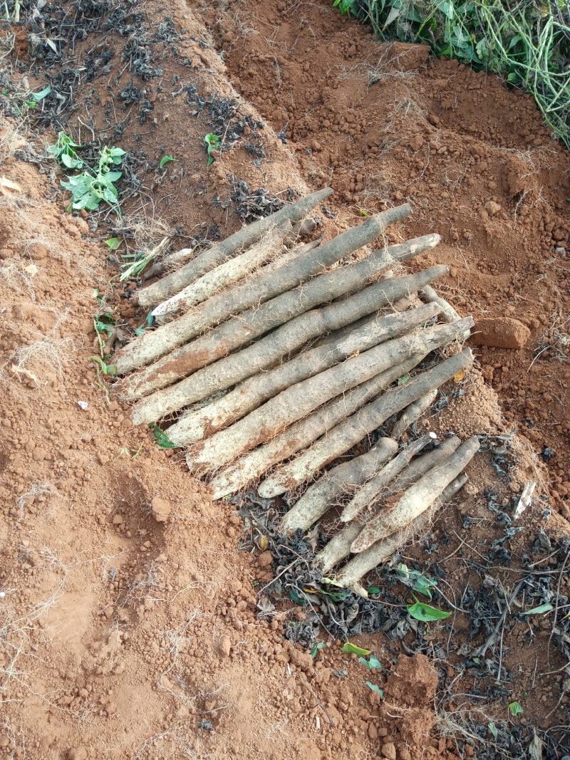 柳州黑鬼山药大量上市货源充足货源充足