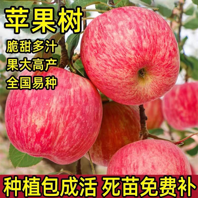 红富士苹果树苗众诚系列1-3号果园直发死苗补发提供技术
