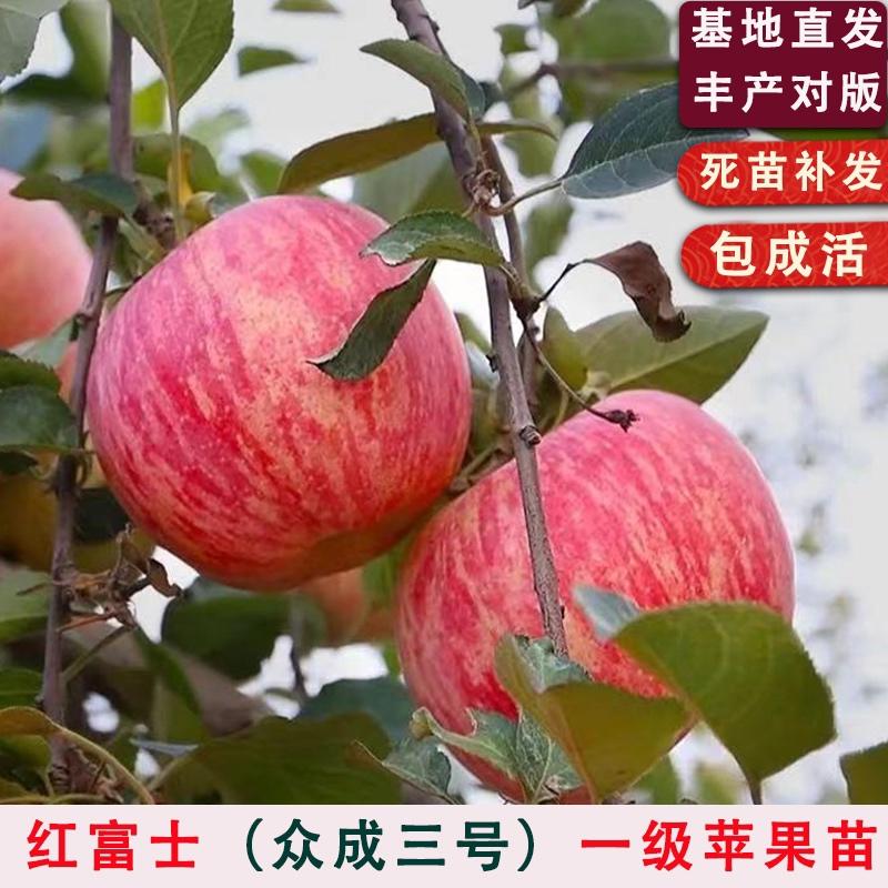 红富士苹果树苗众诚系列1-3号果园直发死苗补发提供技术