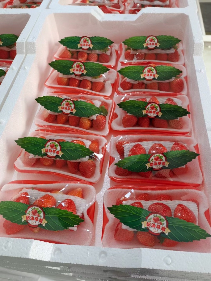 精品宁玉草莓产地直发量大从优价格透明全国可发