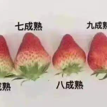 精品宁玉草莓产地直发量大从优价格透明全国可发