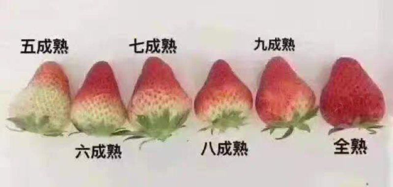 精品宁玉草莓产地直发量大从优价格透明全国可发