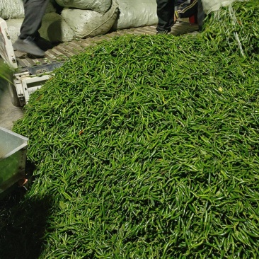 大量深绿色的小米椒大量上市了