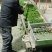 大量深绿色的小米椒大量上市了