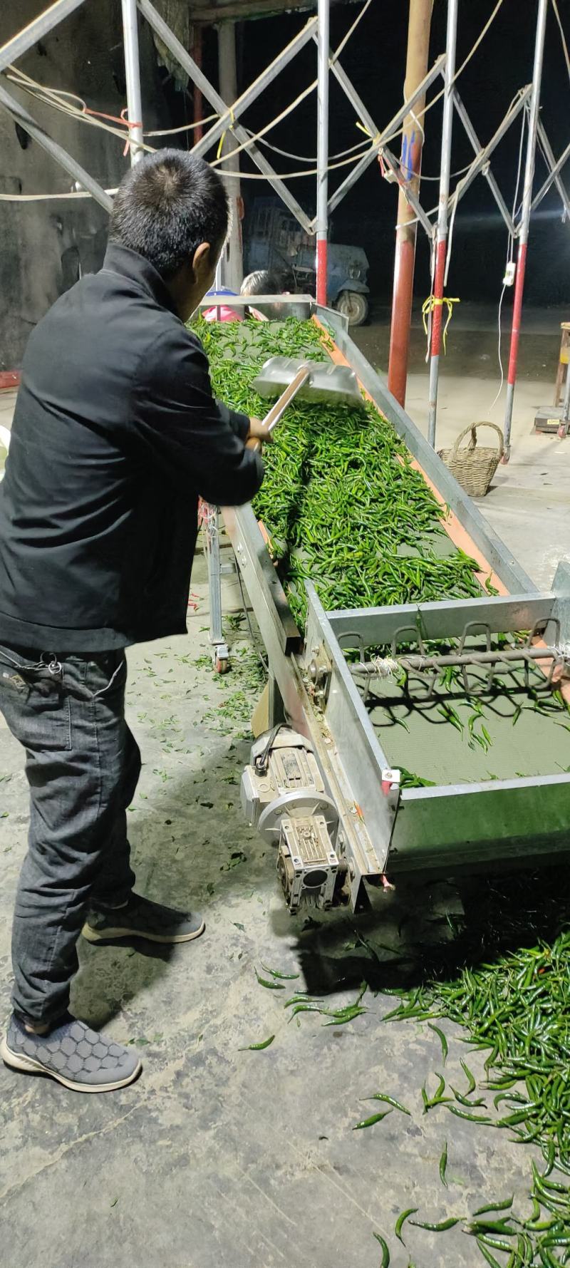 大量深绿色的小米椒大量上市了