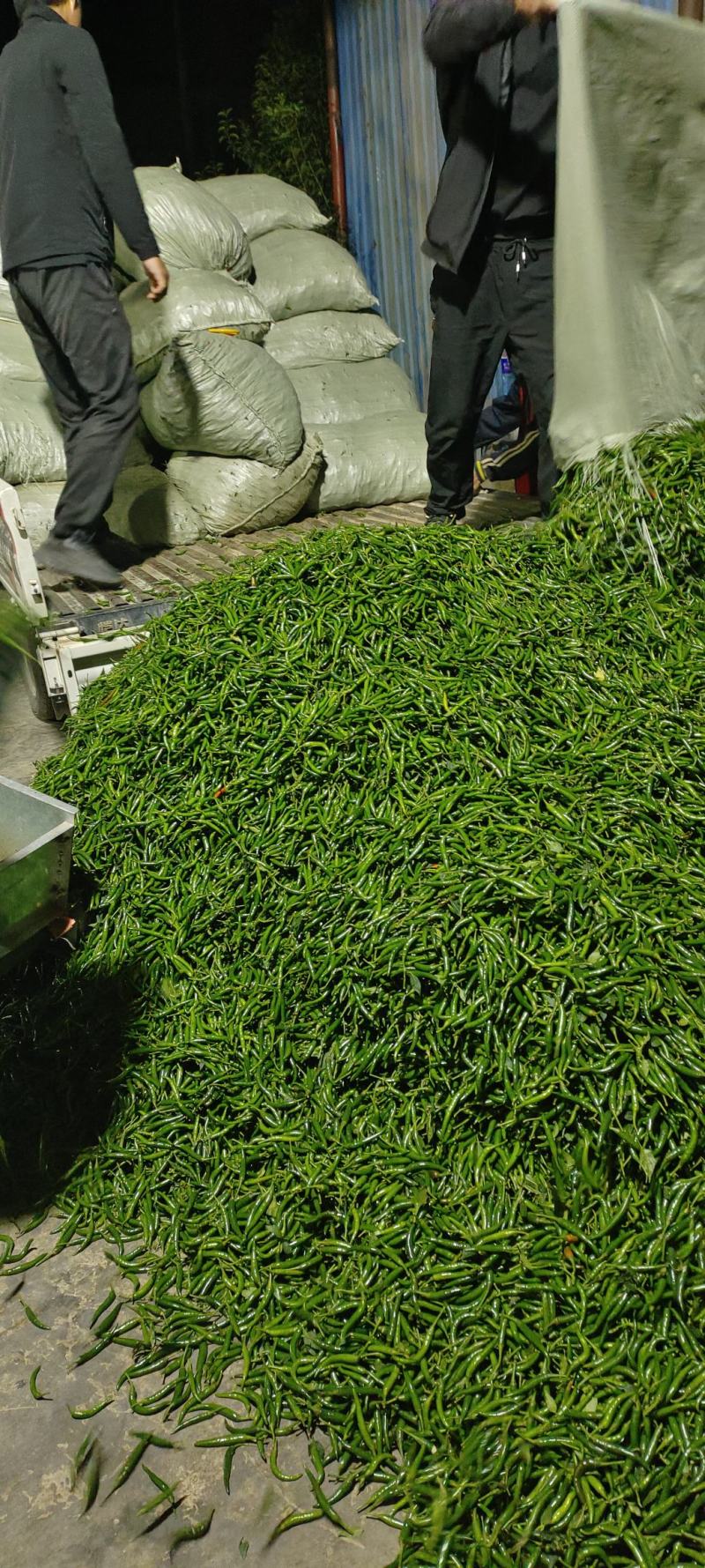 大量深绿色的小米椒大量上市了