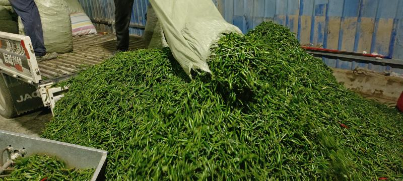 大量深绿色的小米椒大量上市了