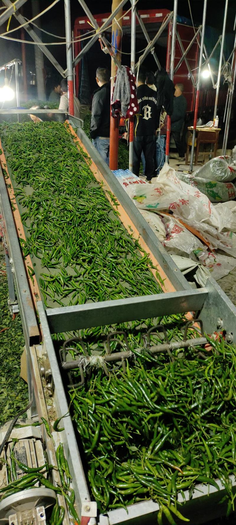大量深绿色的小米椒大量上市了