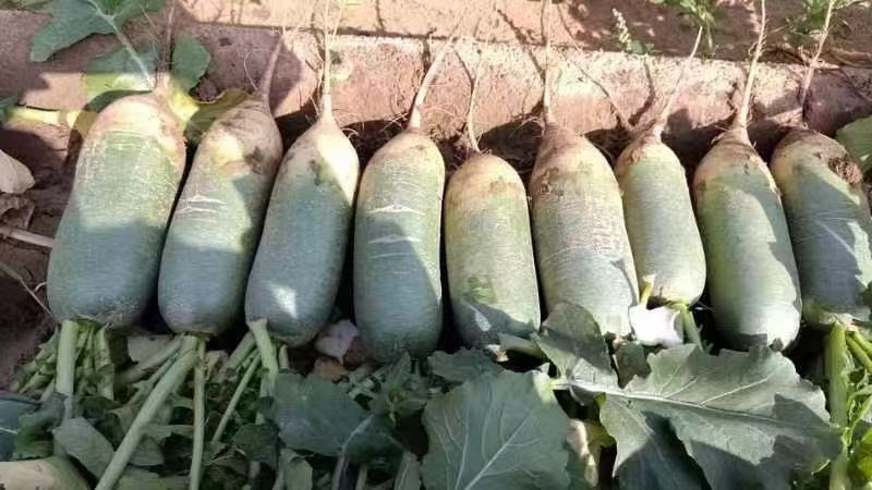 展示萝卜与胡萝卜在外观、颜色和形态上的显著差异,帮助读者直观理解两者的不同 萝卜与胡萝卜对比图