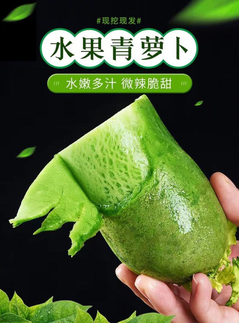 正宗潍坊水果萝卜一件代发中通包邮电商团购潍坊水果萝卜礼盒