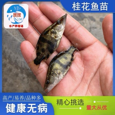 优质桂花鱼苗，鳜鱼苗，翘嘴鳜鱼苗，支持全国发货，技术指导