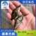 优质桂花鱼苗，鳜鱼苗，翘嘴鳜鱼苗，支持全国发货，技术指导