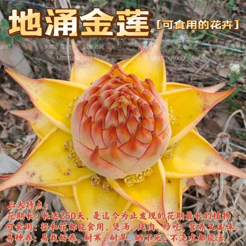 云南特色大型花卉地湧金莲花易管理易成活欢迎来电