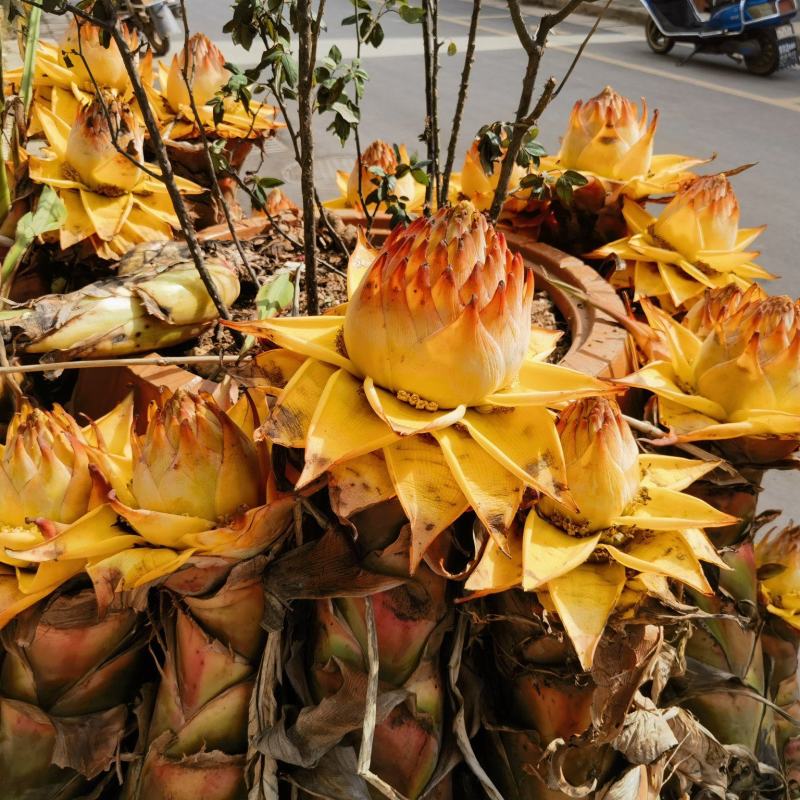 云南特色大型花卉地湧金莲花易管理易成活欢迎来电
