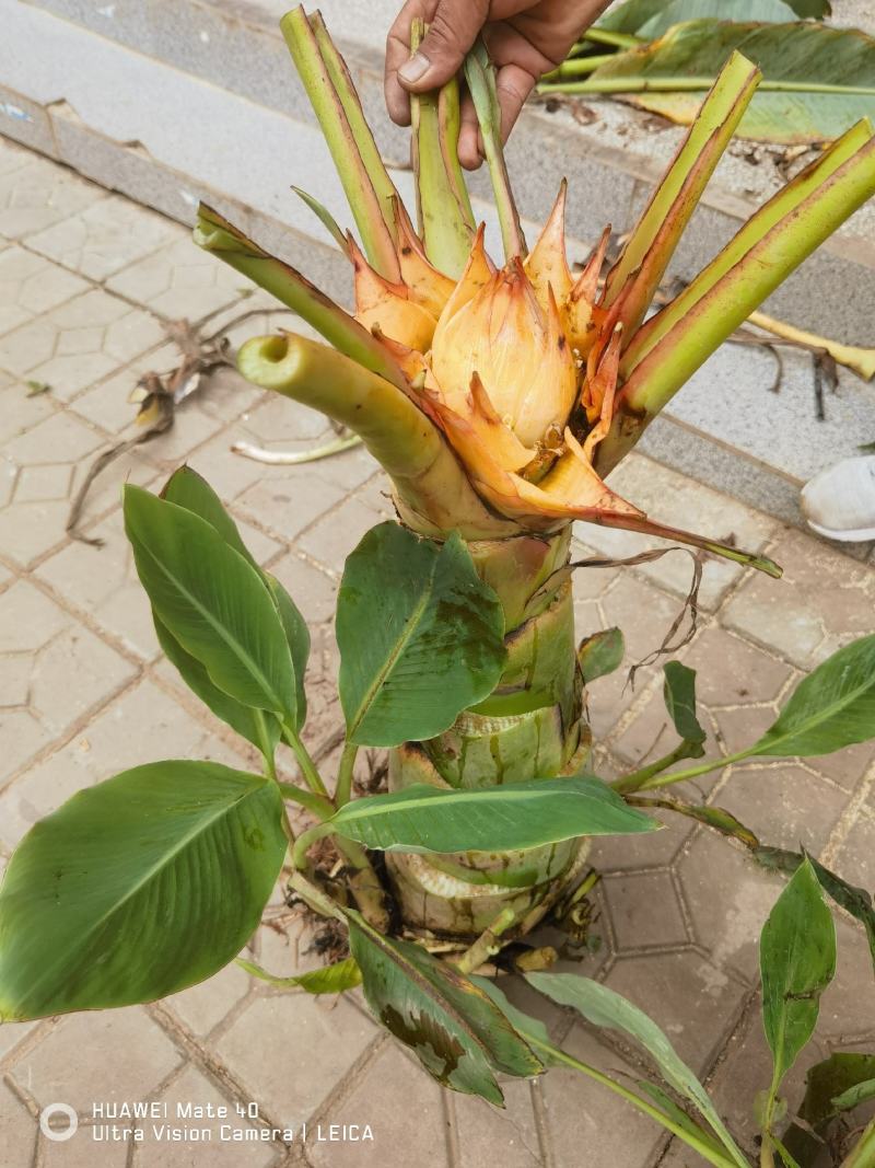 云南特色大型花卉地湧金莲花易管理易成活欢迎来电
