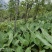 云南特色大型花卉地湧金莲花易管理易成活欢迎来电