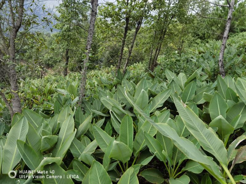 云南特色大型花卉地湧金莲花易管理易成活欢迎来电