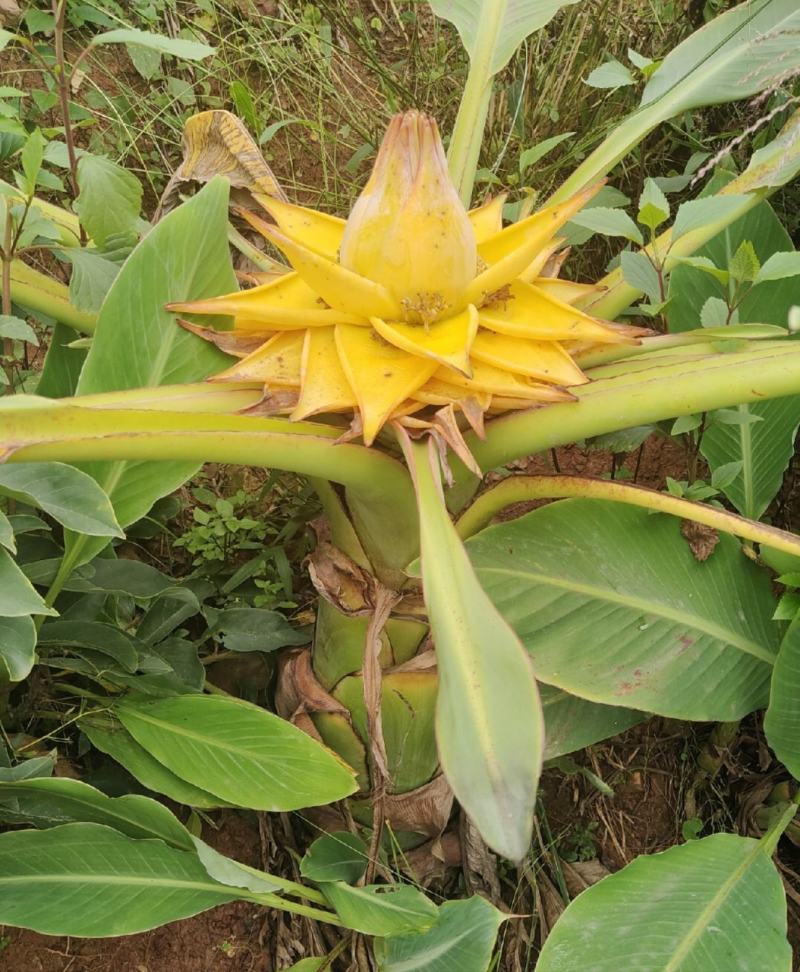 云南特色大型花卉地湧金莲花易管理易成活欢迎来电