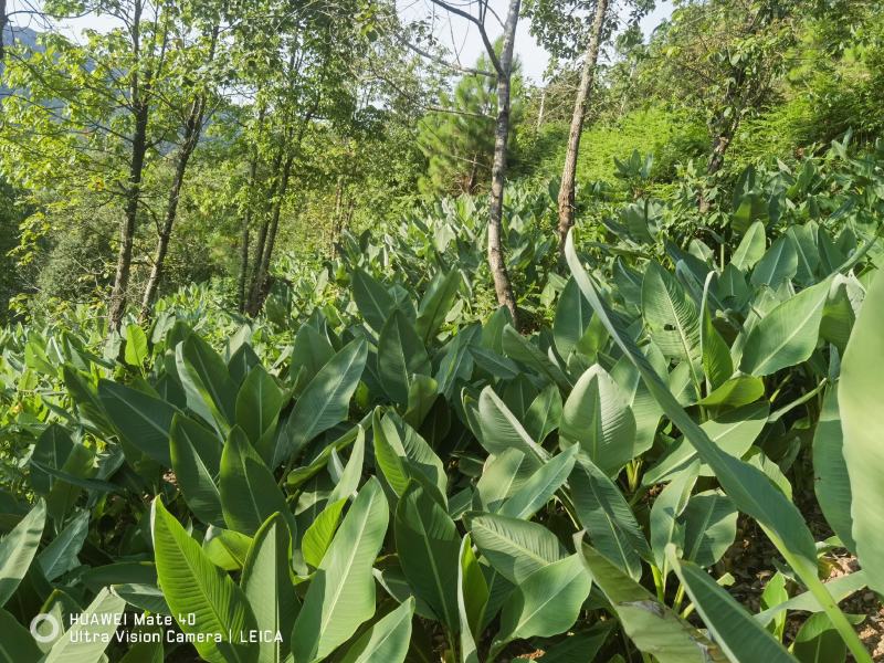 云南特色大型花卉地湧金莲花易管理易成活欢迎来电