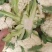 本地菜花精品松花菜有机花菜货源充足供全国电商超市
