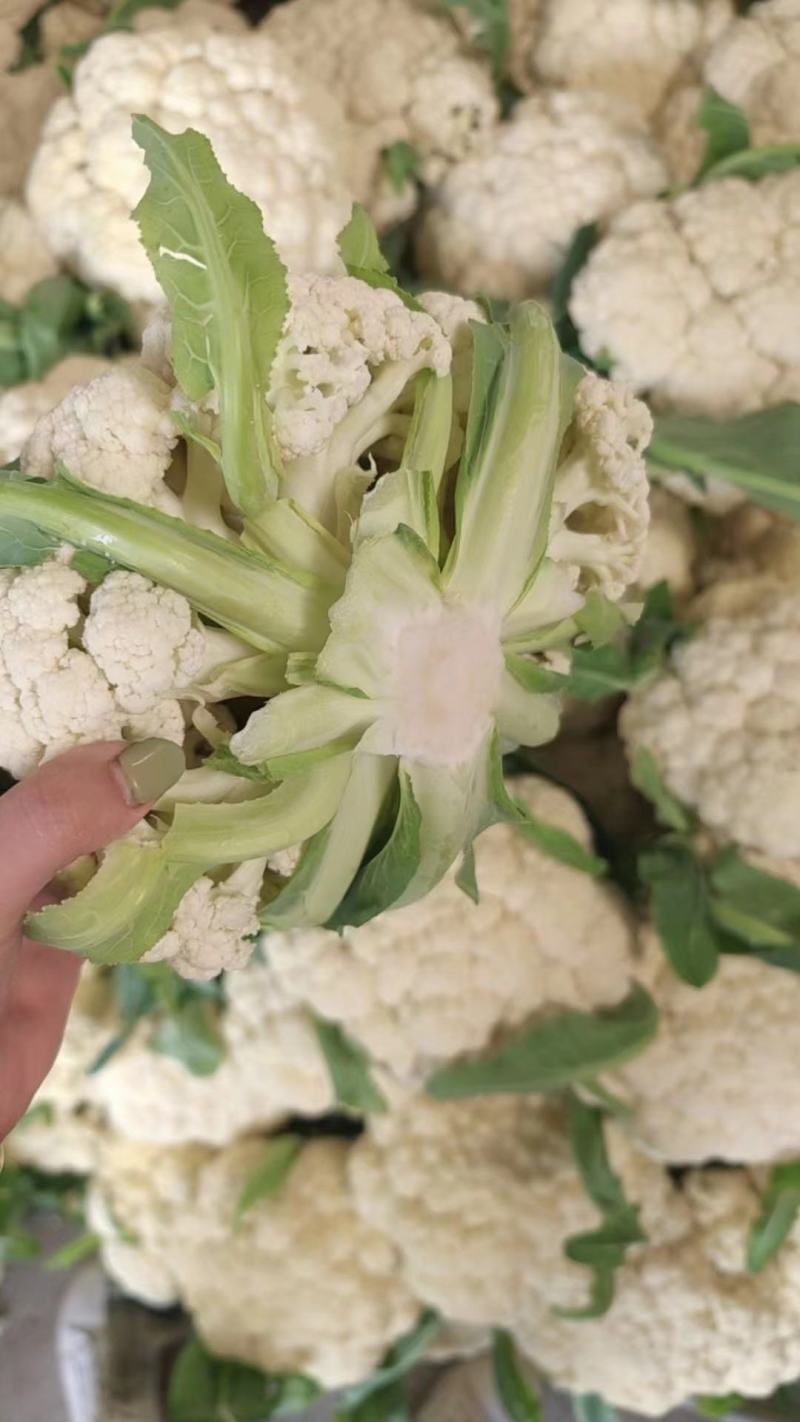 本地菜花精品松花菜有机花菜货源充足供全国电商超市