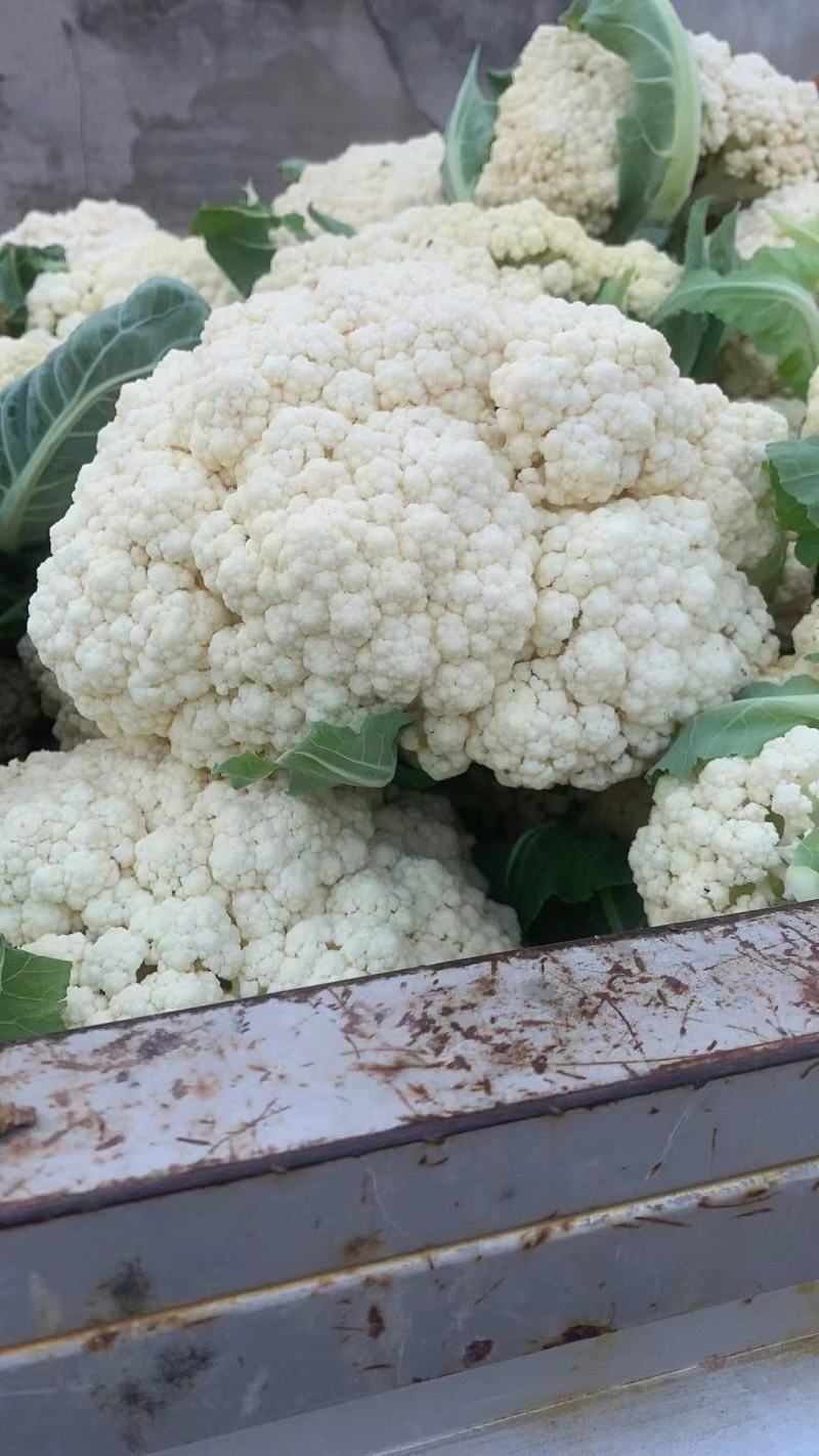 本地菜花精品松花菜有机花菜货源充足供全国电商超市