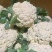 本地菜花精品松花菜有机花菜货源充足供全国电商超市
