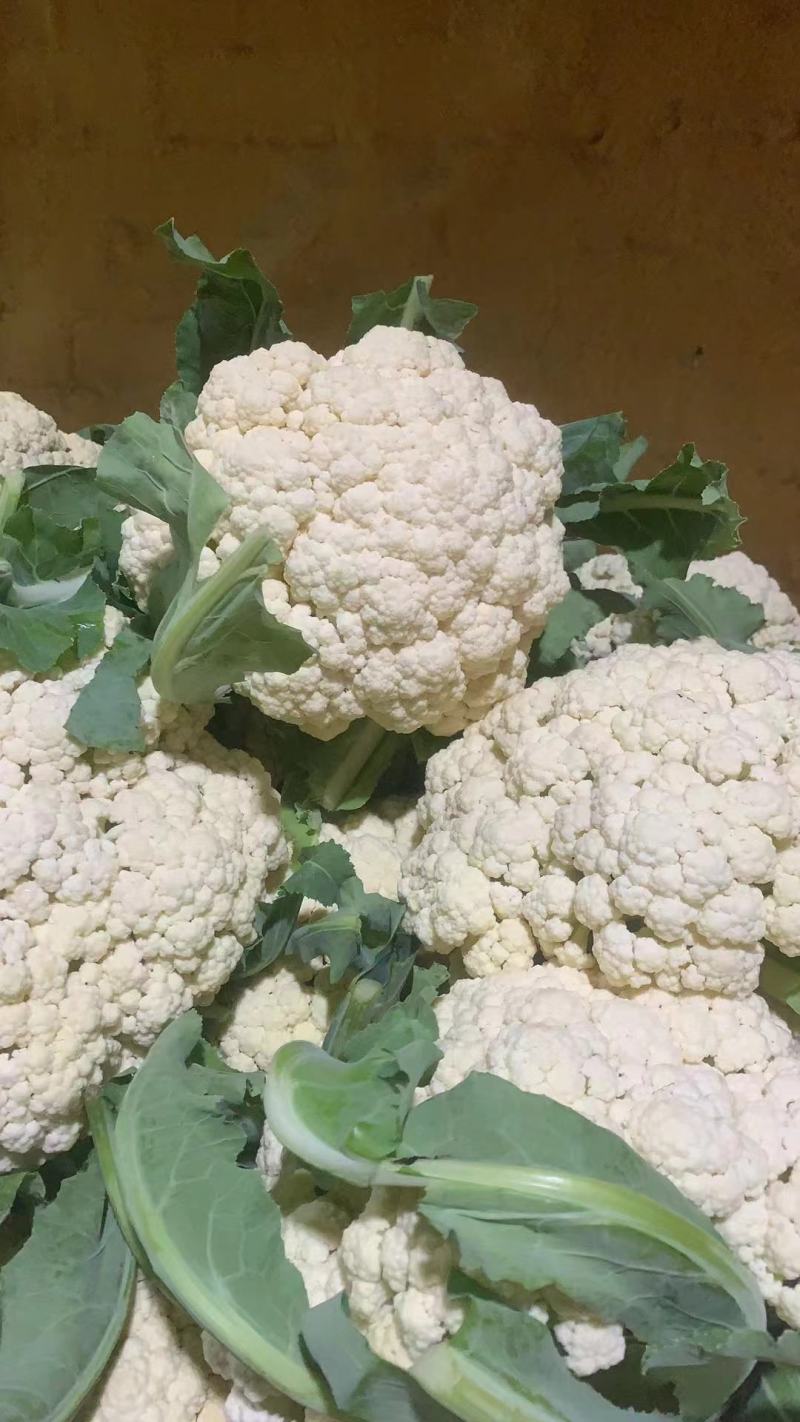本地菜花精品松花菜有机花菜货源充足供全国电商超市