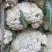 本地菜花精品松花菜有机花菜货源充足供全国电商超市
