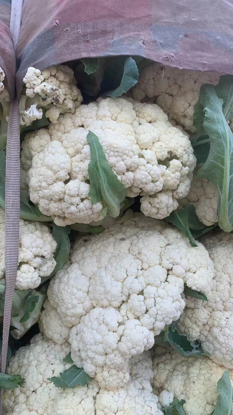 本地菜花精品松花菜有机花菜货源充足供全国电商超市
