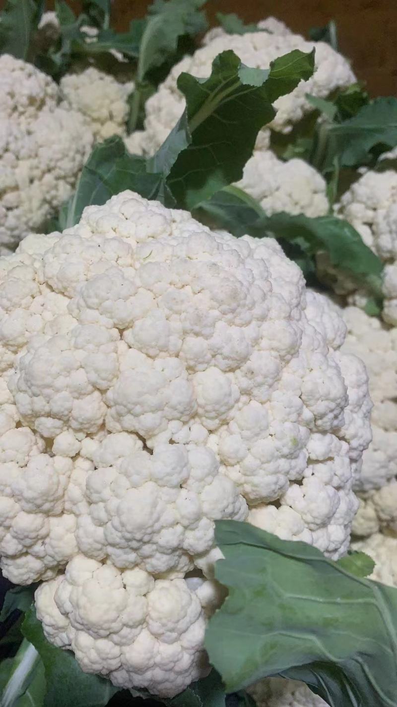 本地菜花精品松花菜有机花菜货源充足供全国电商超市
