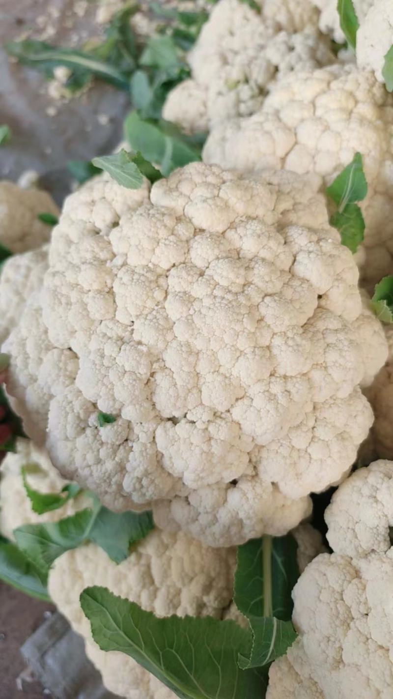 本地菜花精品松花菜有机花菜货源充足供全国电商超市