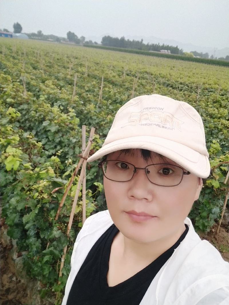 蓝色拉威尔葡萄苗，及早熟，大粒无核自然坐果好抗病高产稳产