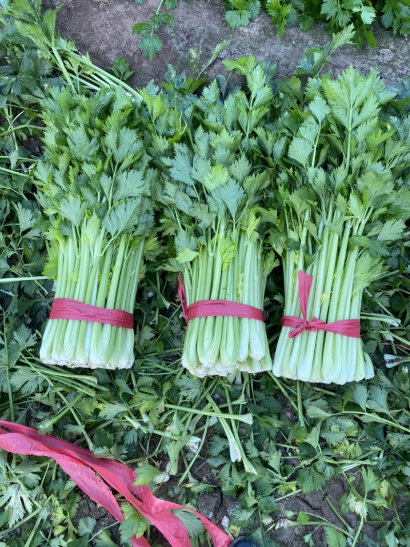 夏邑西芹，芹菜主产区万亩蔬菜大棚规格齐全一手货源