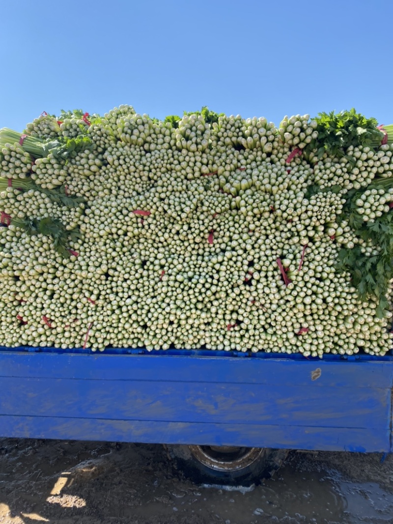 夏邑西芹，芹菜主产区万亩蔬菜大棚规格齐全一手货源