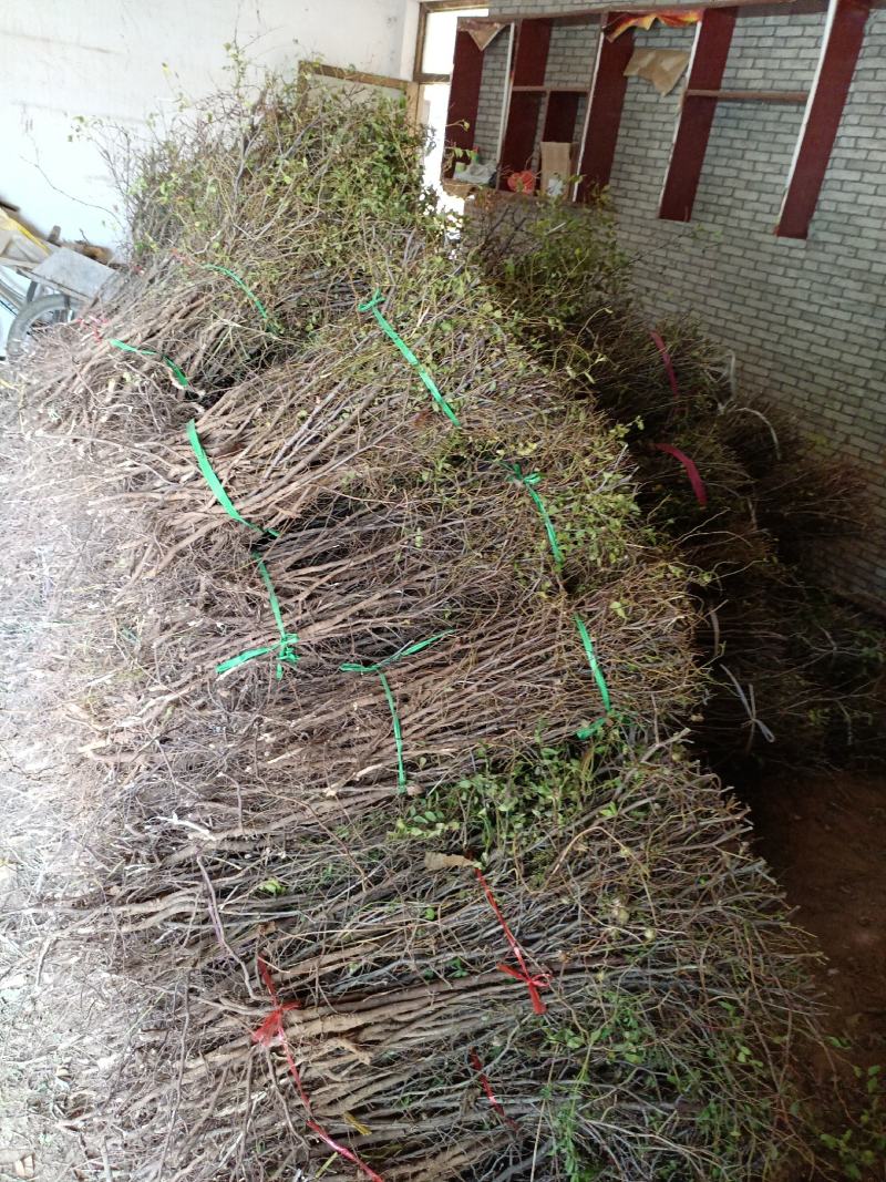 嫁接丰产双仁药用酸枣苗，现挖现发，当年栽种当年挂果。